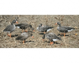 RealGeese Specklebelly Decoys 12 pc pack